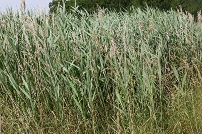 <i>Phragmites australis</i>