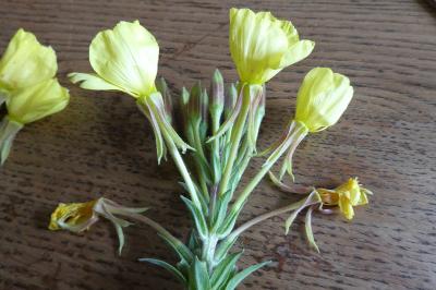 <i>Oenothera glazioviana</i>