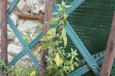 <i>Amaranthus graecizans subsp. silvestris</i>