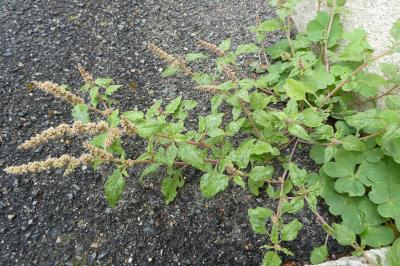 Amaranthaceae