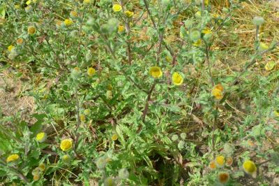 <i>Pulicaria vulgaris</i>
