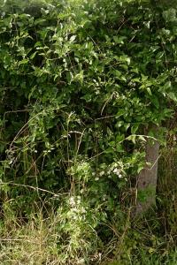 <i>Clematis vitalba</i>