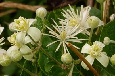 <i>Clematis vitalba</i>