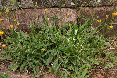<i>Crepis capillaris</i>