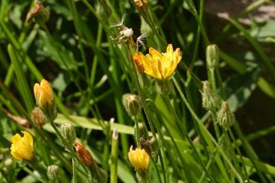<i>Crepis capillaris</i>