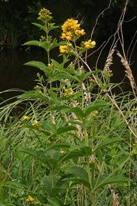 <i>Lysimachia vulgaris</i>