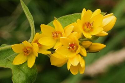 <i>Lysimachia vulgaris</i>