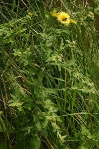 <i>Pulicaria dysenterica</i>