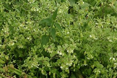 <i>Silene baccifera</i>