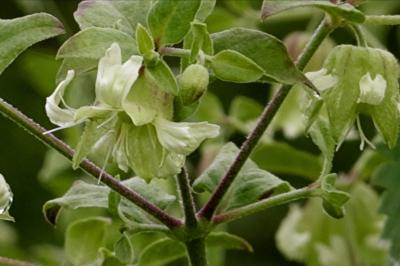 <i>Silene baccifera</i>