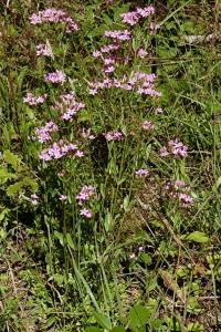 <i>Centaurium erythraea</i>
