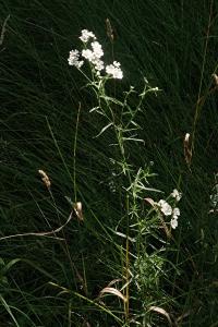<i>Achillea ptarmica</i>