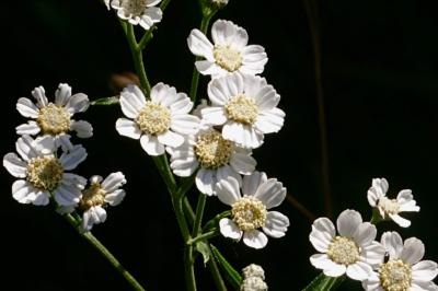 <i>Achillea ptarmica</i>