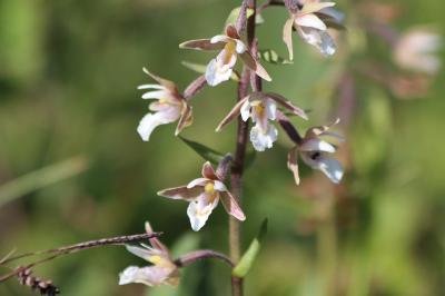 <i>Epipactis palustris</i>