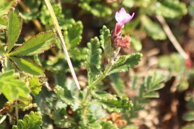 <i>Teucrium chamaedrys</i>