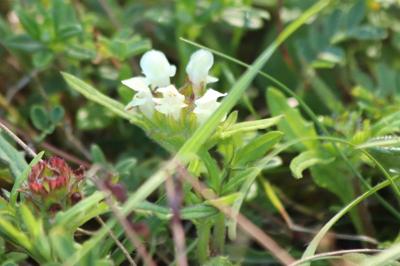 <i>Prunella laciniata</i>