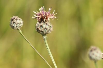 <i>Centaurea scabiosa</i>