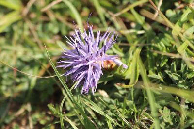 <i>Carthamus mitissimus</i>