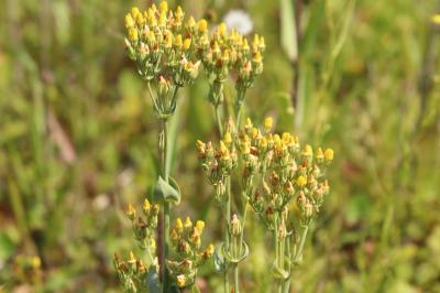 <i>Blackstonia perfoliata</i>