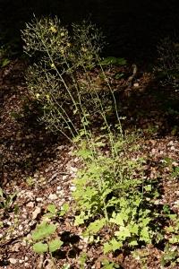 <i>Lactuca muralis</i>