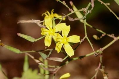 <i>Lactuca muralis</i>