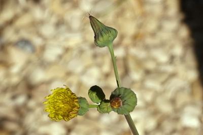 <i>Sonchus oleraceus</i>