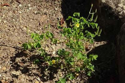 <i>Oxalis stricta</i>