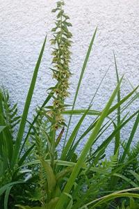 <i>Epipactis helleborine</i>
