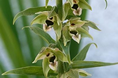 <i>Epipactis helleborine</i>