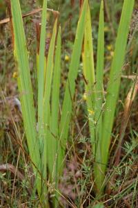 <i>Iris pseudacorus</i>