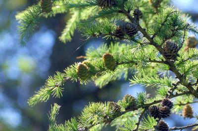 <i>Larix decidua</i>