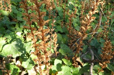 <i>Orobanche hederae</i>