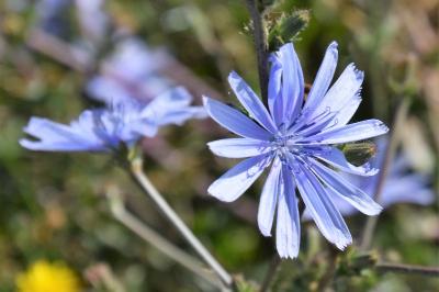 <i>Cichorium intybus</i>