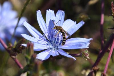 <i>Cichorium intybus</i>