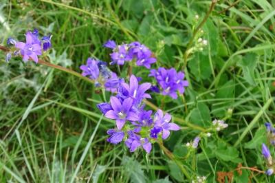 <i>Campanula glomerata</i>