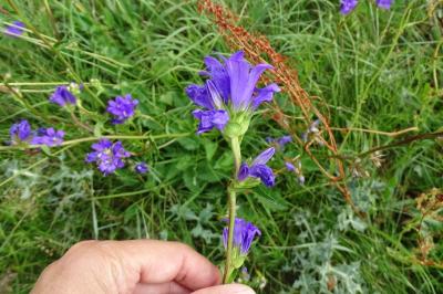<i>Campanula glomerata</i>