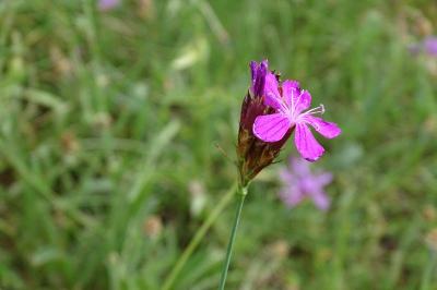 <i>Dianthus carthusianorum</i>