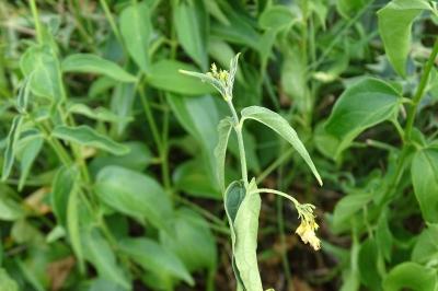 <i>Vincetoxicum hirundinaria</i>