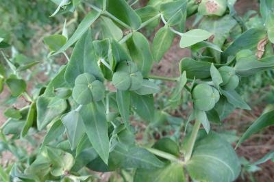 <i>Euphorbia lathyris</i>