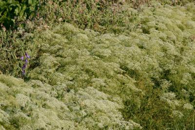 <i>Falcaria vulgaris</i>