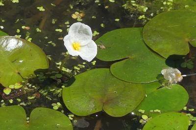 <i>Hydrocharis morsus-ranae</i>