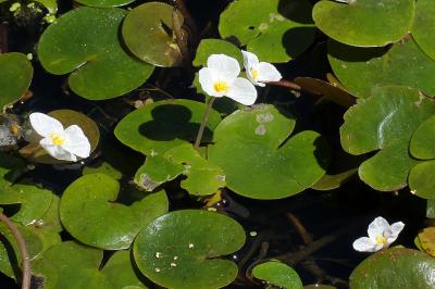 Hydrocharitaceae