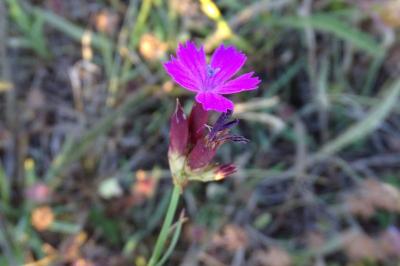 <i>Dianthus carthusianorum</i>