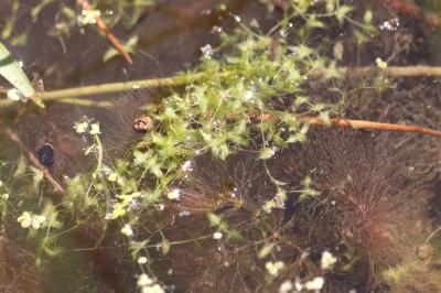 <i>Lemna trisulca</i>