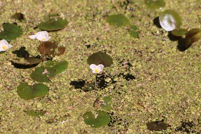 <i>Hydrocharis morsus-ranae</i>