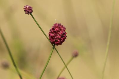 <i>Sanguisorba officinalis</i>