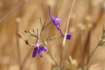 <i>Delphinium consolida</i>