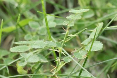 <i>Rosa spinosissima</i>