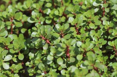 <i>Ludwigia palustris</i>