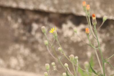 <i>Crepis foetida</i>